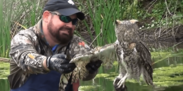 Man helps an owl tangled up in fishing wire