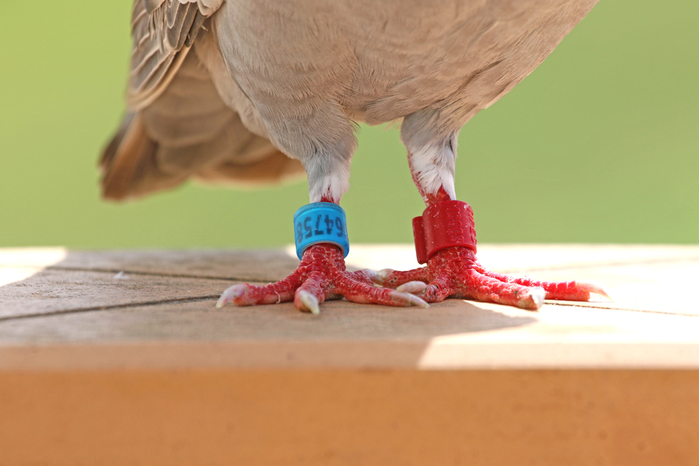 High-speed internet is now a human right