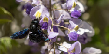 Bee believed extinct now discovered