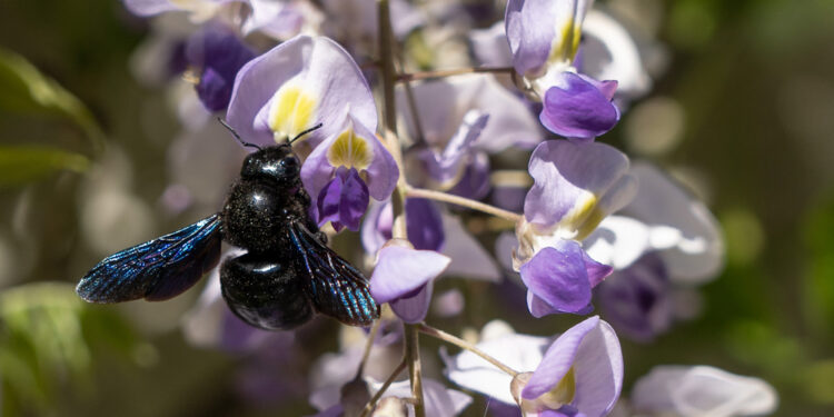 Bee believed extinct now discovered