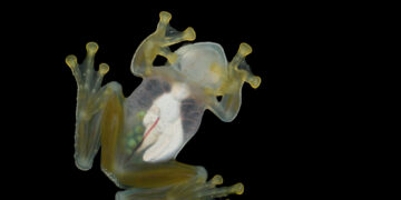 Discovering the Wonders of Glass Frogs: From Transparent Skin to Vital Contributions to Science
