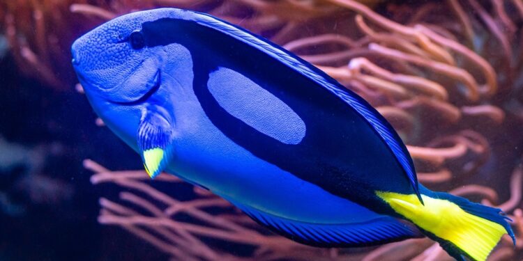 The true identity of Dory?