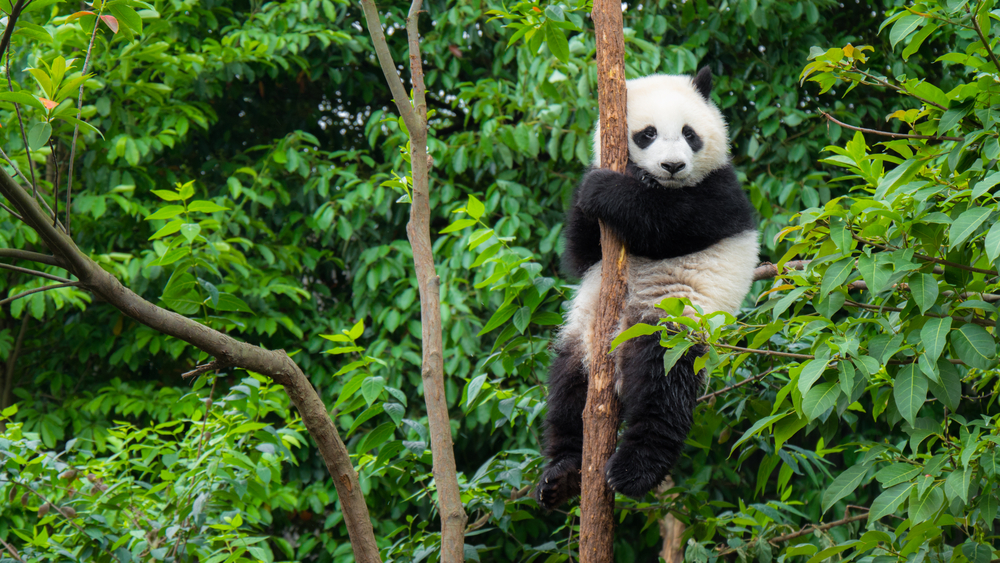 Giant pandas no longer endangered