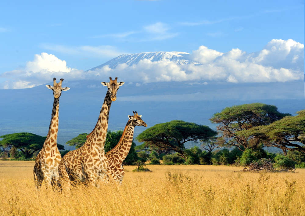 The incredible discovery about giraffes