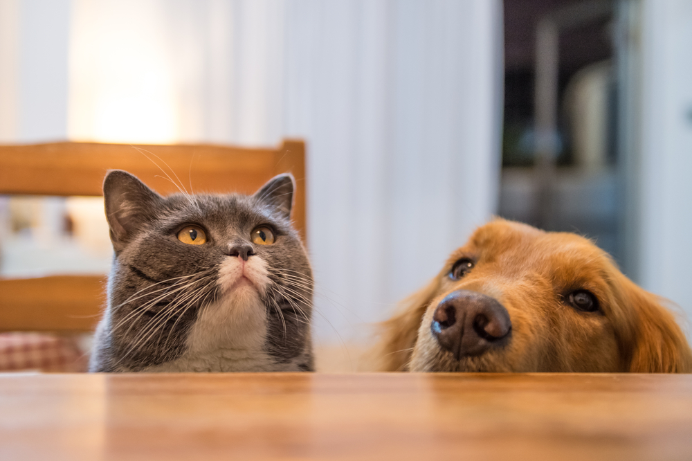 Cats and dogs see color differently than humans and here’s why