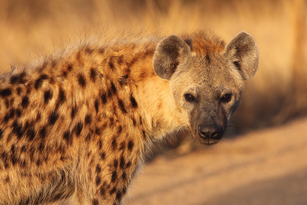 The missing link to the hyena has been found
