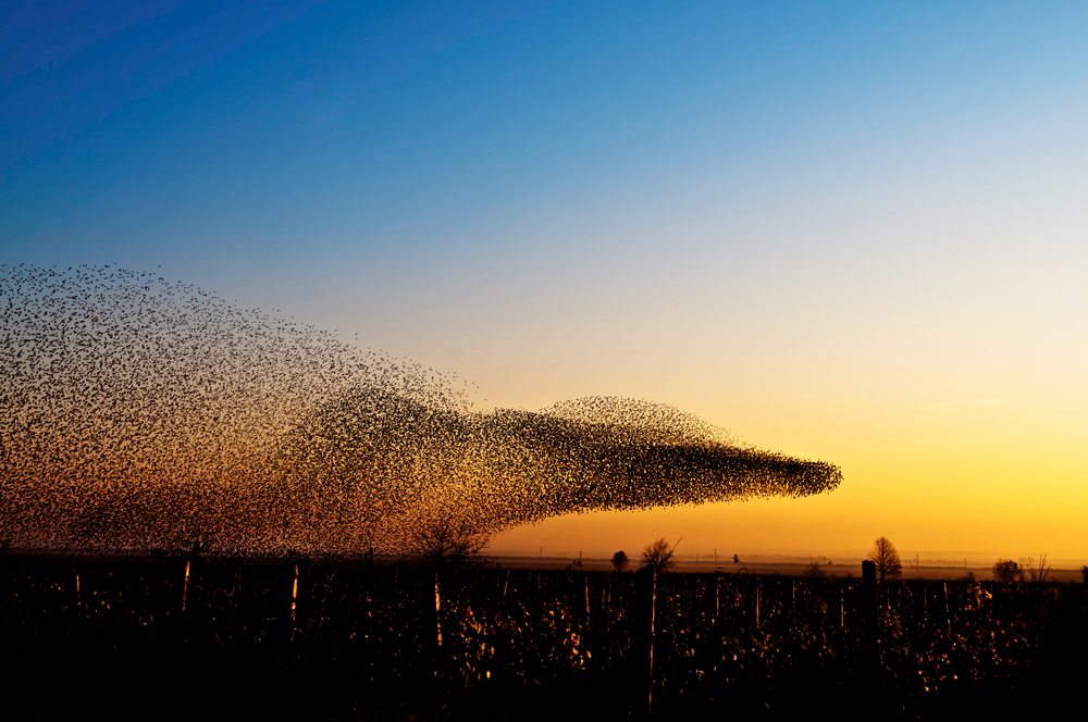 The largest flock of birds in the world